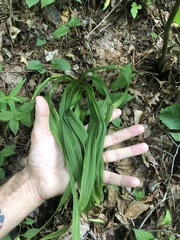 Veratrum hybridum