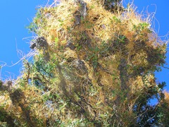 Cuscuta veatchii