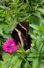 Image of Papilio garamas