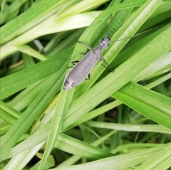 Epicauta curvicornis