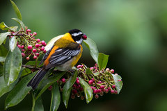 Spindalis dominicensis