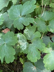 Phytomyza aquilegivora