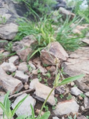 Froelichia arizonica