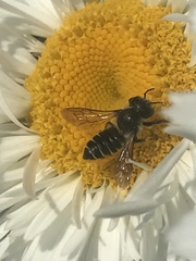 Megachile inermis