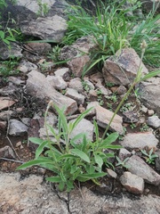 Froelichia arizonica