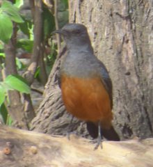 Thamnolaea cinnamomeiventris