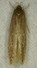 Limnaecia phragmitella