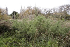 Cliffortia strobilifera