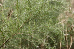 Cliffortia strobilifera