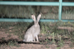 Lepus townsendii