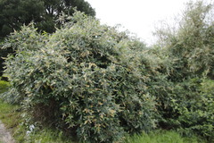 Buddleja madagascariensis