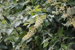 Buddleja madagascariensis
