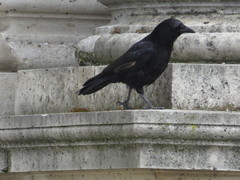 Corvus corone