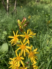 Ligularia subsagittata