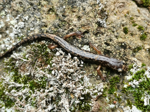 Pigmy Flat-footed Salamander, Chiropterotriton lavae