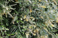 Buddleja madagascariensis