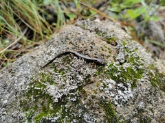 Chiropterotriton lavae