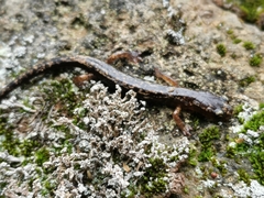 Chiropterotriton lavae