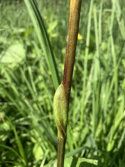 Ligularia subsagittata