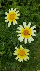 Glebionis coronaria discolor