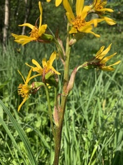 Ligularia subsagittata