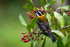 Spindalis dominicensis