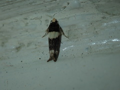 Recurvaria leucatella