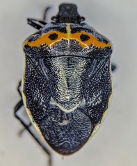 Cosmopepla conspicillaris