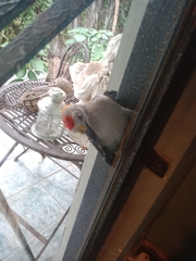 Melanerpes aurifrons