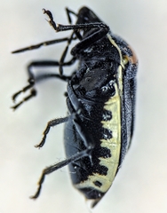 Cosmopepla conspicillaris