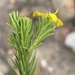 Pineleaf Ragwort - Photo (c) Dave U, some rights reserved (CC BY), uploaded by Dave U