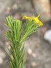 Pineleaf Ragwort - Photo (c) Dave U, some rights reserved (CC BY), uploaded by Dave U