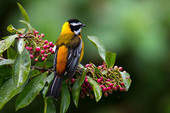 Spindalis dominicensis