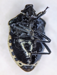 Cosmopepla conspicillaris