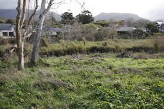 Arundo donax versicolor