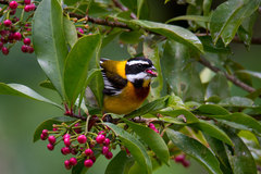 Spindalis dominicensis