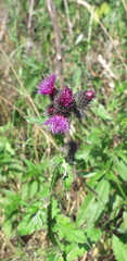 Carduus crispus