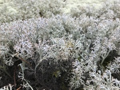 Cladonia stygia