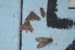 Agrius cingulata