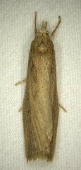 Thopeutis forbesellus