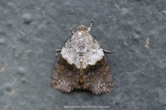 Giaura lichenosa