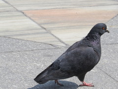 Columba livia domestica