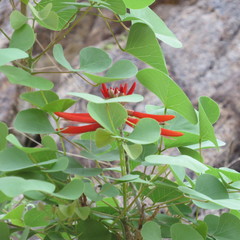 Erythrina flabelliformis