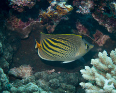 Chaetodon pelewensis