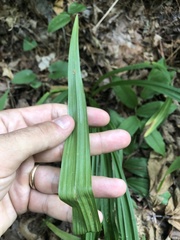 Veratrum hybridum