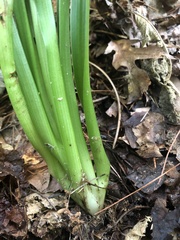 Veratrum hybridum