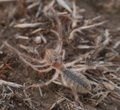 Galeodes araneoides