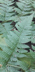 Dryopteris carthusiana