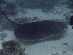 Taeniurops meyeni