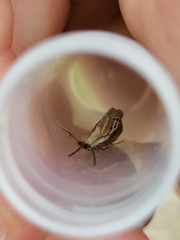 Catoptria combinella